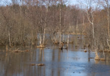 Уровень воды в реках Гомельской области увеличивается от 1 до 12 см в сутки