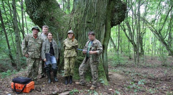 проект, лес, гомельская область