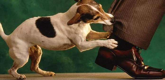 собаки лельчицы отлов