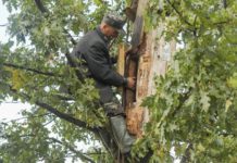 Бортничество претендует в ЮНЕСКО