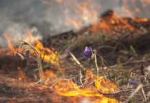 Палы под запретом палы, лельчицы, запрет