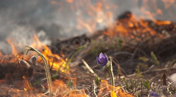 палы, лельчицы, запрет