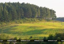 Запрет на посещение лесов введен в 54 районах Беларуси