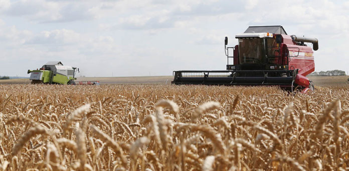 комбайн, поле, пшеница