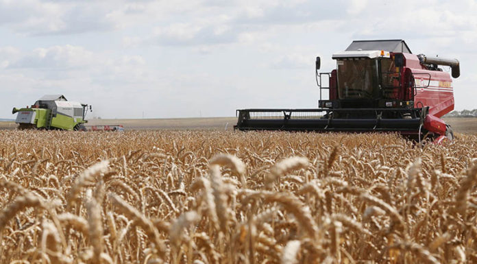 комбайн, поле, пшеница