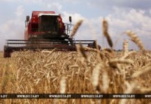 Белорусские аграрии намолотили более 5 млн т зерна