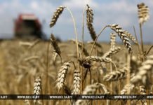 Массовая уборка зерновых завершается в Беларуси уборочная, пшеница, комбайн, поле