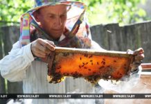 Пчеловоды раскроют секреты ремесла на фестивале «Вкус меда» в Рогачевском районе пасека