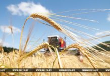 Более 85% площадей зерновых убрано в Гомельской области поле, пшеница, уборчная