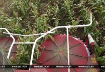 В Гомельской области приступили к уборке кукурузы на силос кукуруза