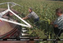 ФОТОРЕПОРТАЖ: В Гомельской области приступили к уборке кукурузы на силос кукуруза