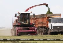 Месячник по заготовке кормов объявлен в Гомельской области уборочная
