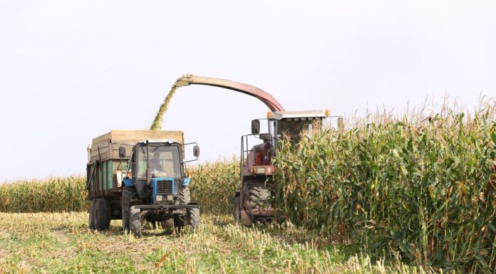 кукуруза, люди, награждение, председатель, профсоюзы