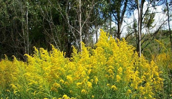 растения, сорняки, опасность