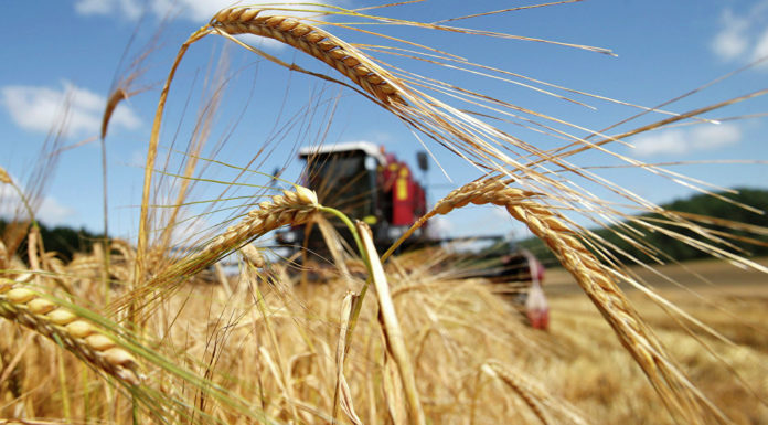 семена, протравливание, хранение, гербициды