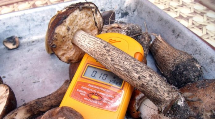 грибы, ягоды., радиация