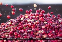 Лельчицким лесхозом заготовлено около 8 тонн американской крупноплодной клюквы ягоды