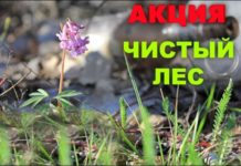 20 октября по всей республике пройдет экологическая акция «Чистый лес»