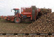В Беларуси осталось убрать 6,3% площадей сахарной свеклы