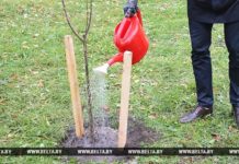 Тысячи взрослых деревьев высадят весной в Гомеле деревья
