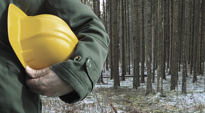 Лельчицы, охрана, труд, мониторинг, лес, заготовка