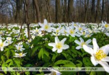 погода, цветы