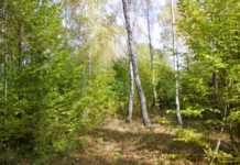 «Неделя леса» в Лельчицком районе