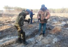 Спасатели тоже приумножают лесные богатства страны