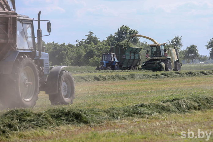 Покос, трава, сенаж, растение
