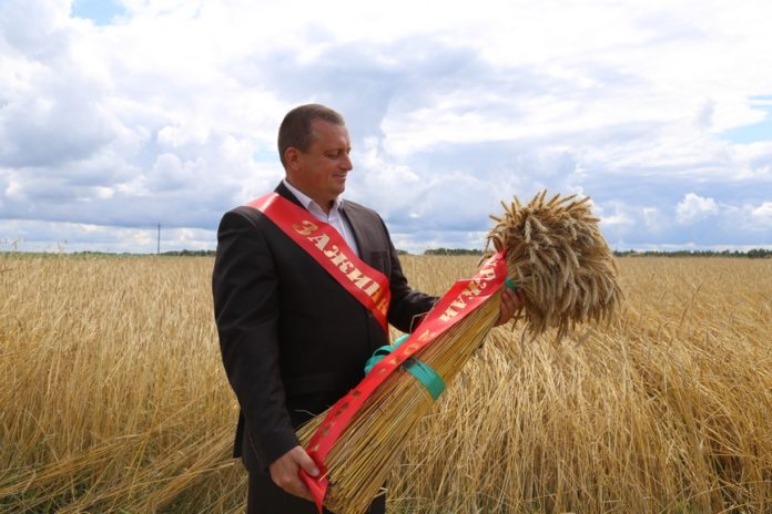 зажинки, сноп, пшеница