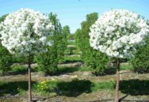 Посадка, деревья, саженцы, лес