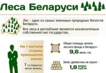 Инфографика, лес, БелТА