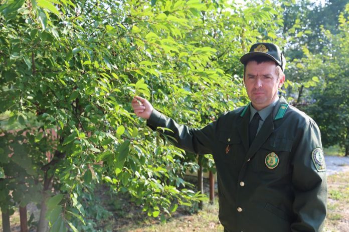 Тушинский, лесхоз, Лельчицы