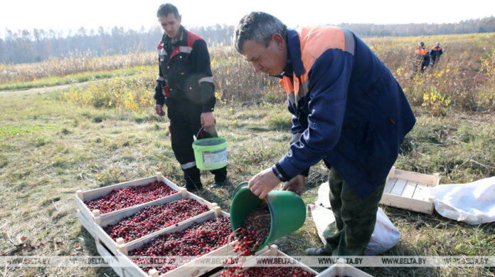 клюква, Лельчицкий лесхоз