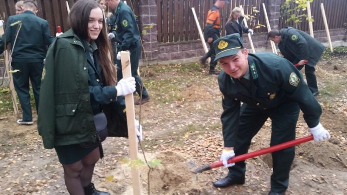 посадка, деревья