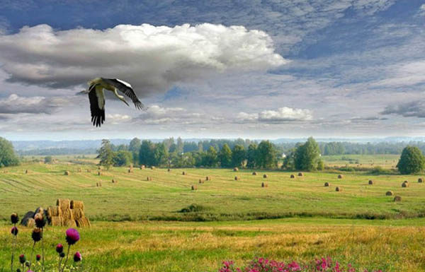 аист, спецпроект