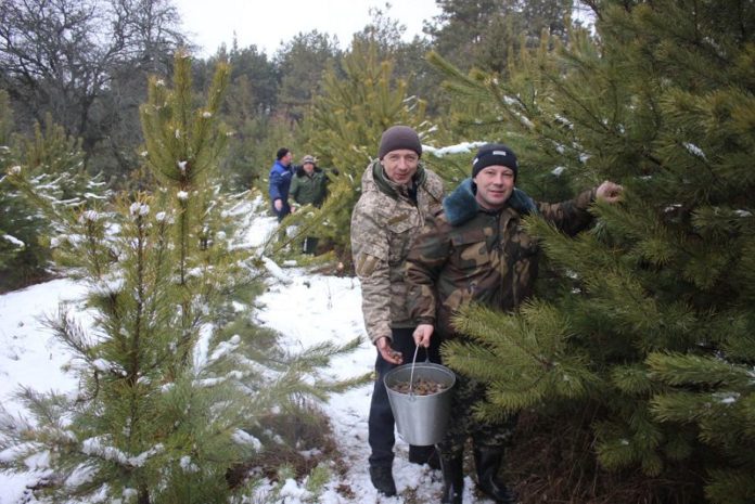 шишки, Милошевичский лесхоз