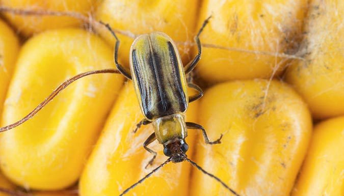 жук, кукуруза