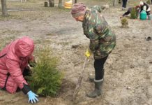 Острожанка, посадка леса