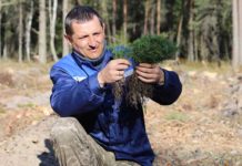 Около 400 тыс. деревьев посадили в Лельчицком лесхозе во время «Недели леса»