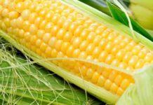 кукуруза, семена, растениеводство
