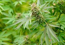 конопля, марихуана