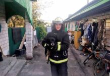 В Лельчицах собака упала в погреб: понадобилась помощь спасателей РОЧС, собака