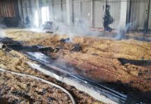 В Лельчицком районе при возгорании сушилки спасено 6 т кукурузы кукуруза