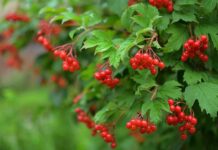 Врач перечислил лекарственные растения, которые помогут справиться с симптомами COVID-19