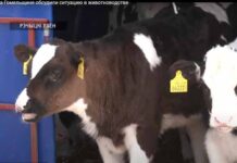 На Гомельщине обсудили ситуацию в животноводстве