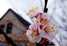 цветы погода