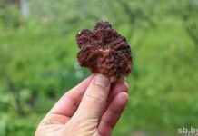 Весенние грибы