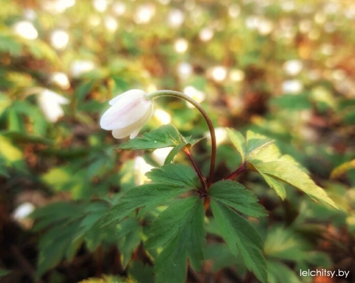 Первоцвет, подснежник