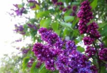 Погода, сирень